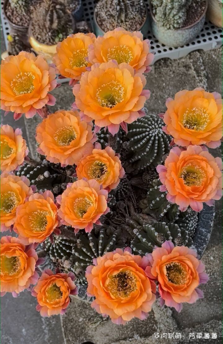 芳草的球花还有毛线花
