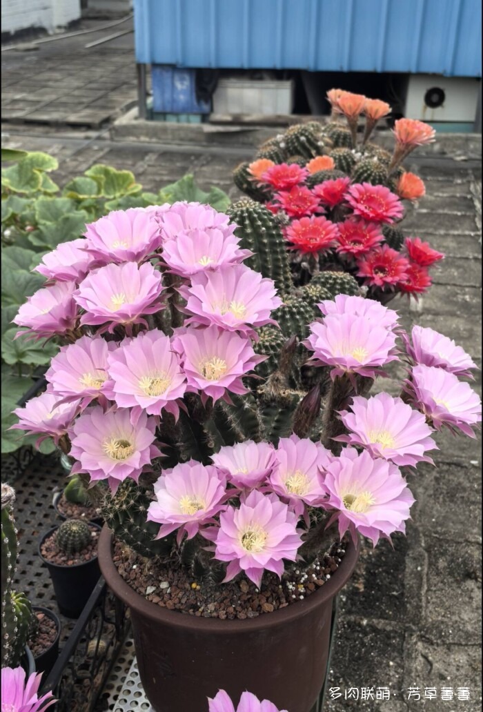 芳草的球花还有毛线花