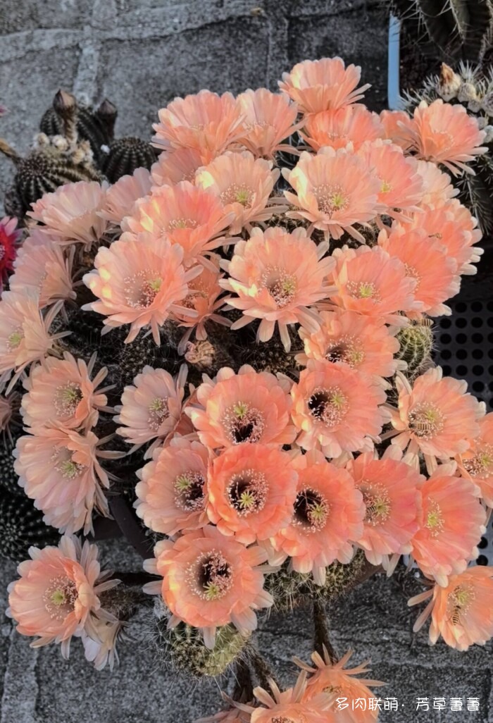 芳草的球花还有毛线花
