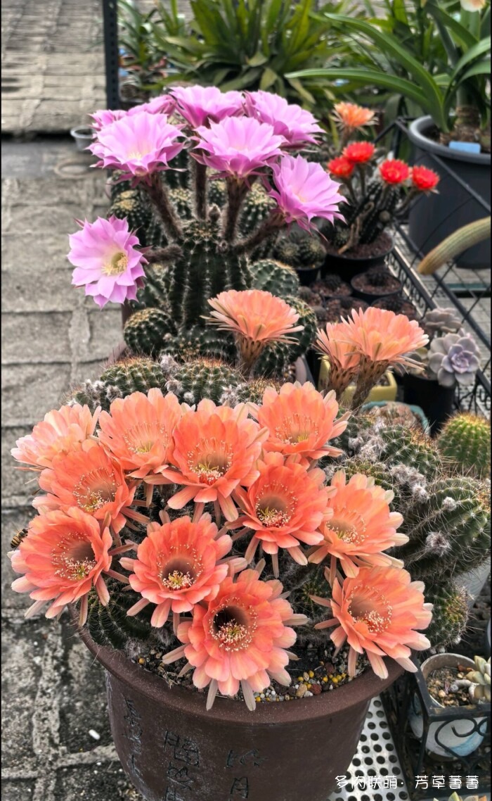 芳草的球花还有毛线花