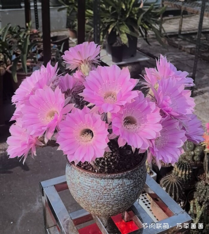 芳草的球花还有毛线花