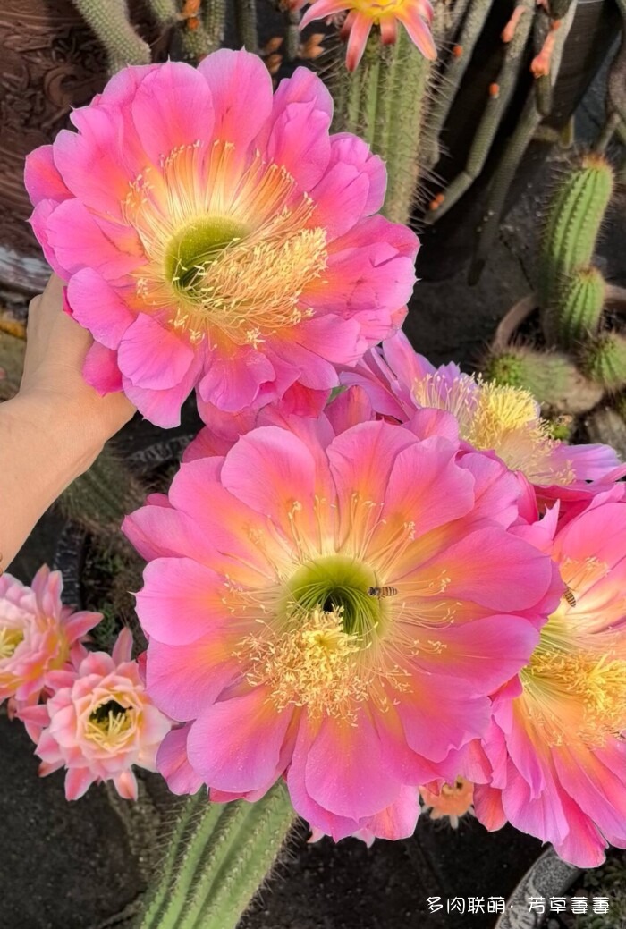 芳草的球花还有毛线花