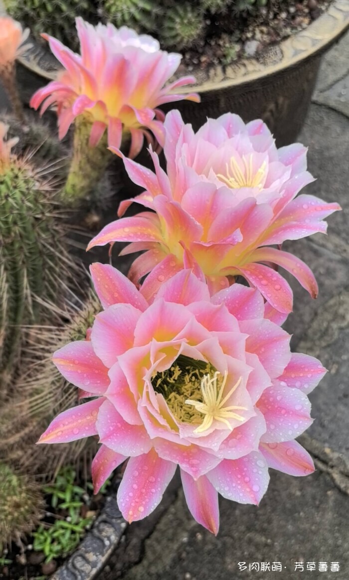 芳草的球花还有毛线花
