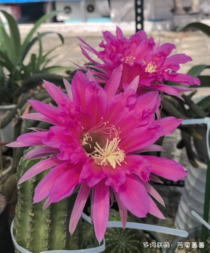 芳草的球花还有毛线花