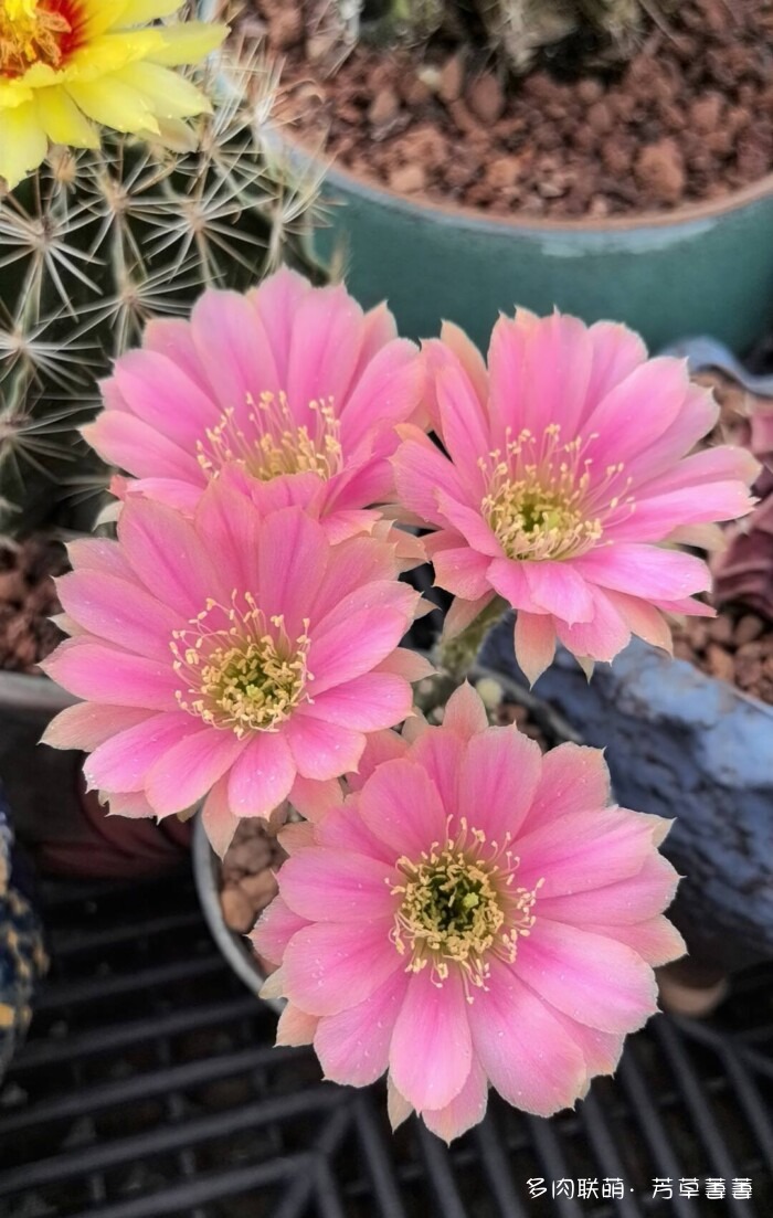 芳草的球花还有毛线花