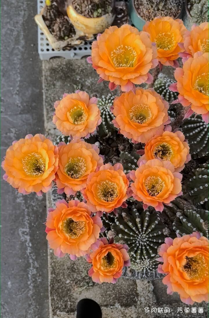 芳草的球花还有毛线花