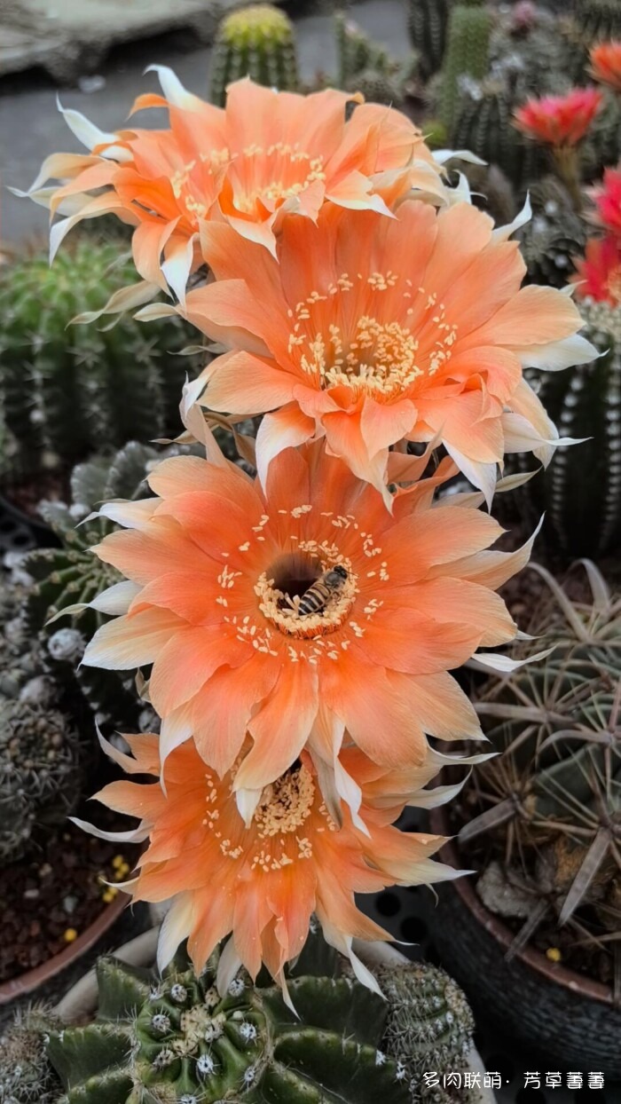 芳草的球花还有毛线花