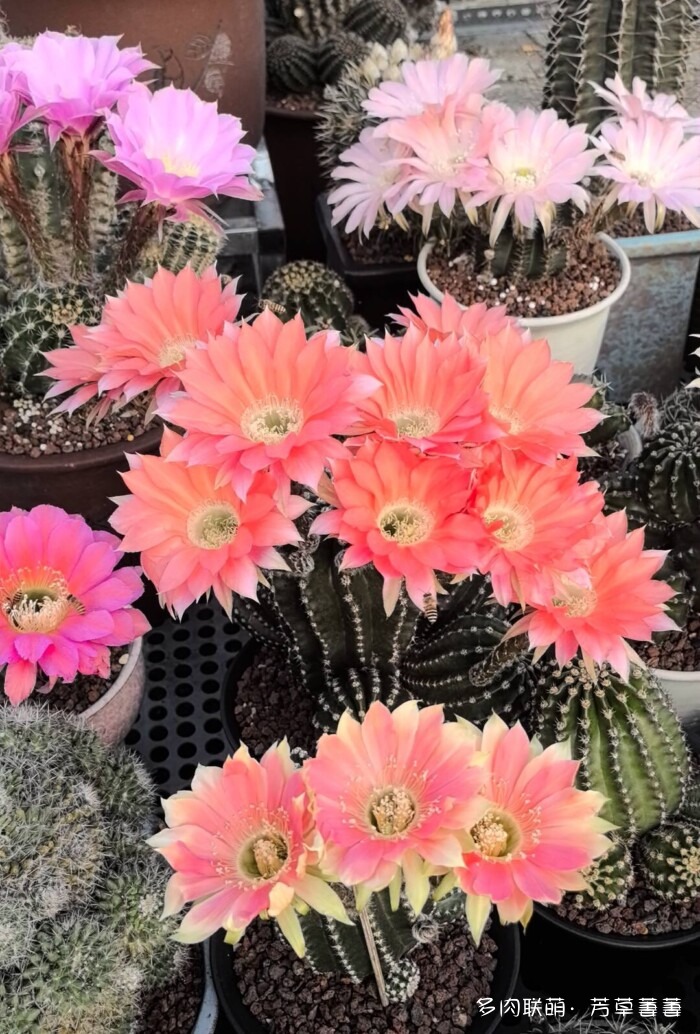 芳草的球花还有毛线花