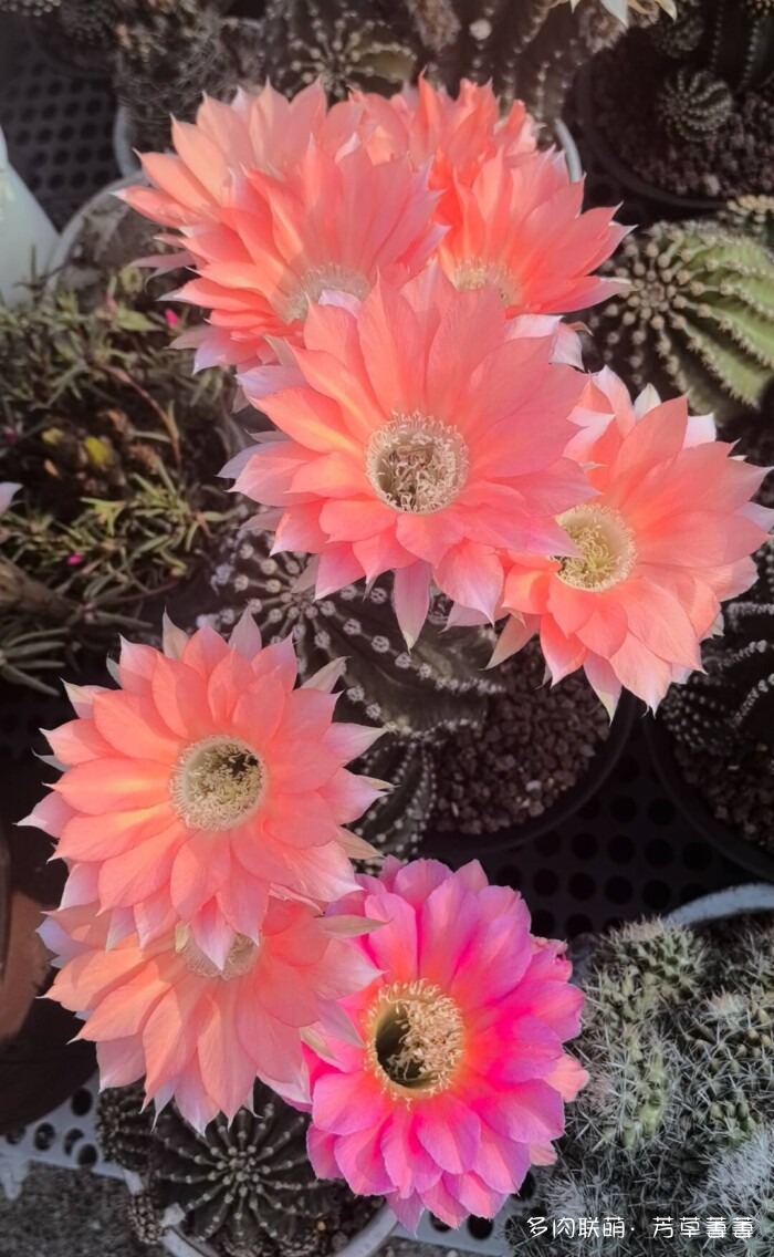 芳草的球花还有毛线花