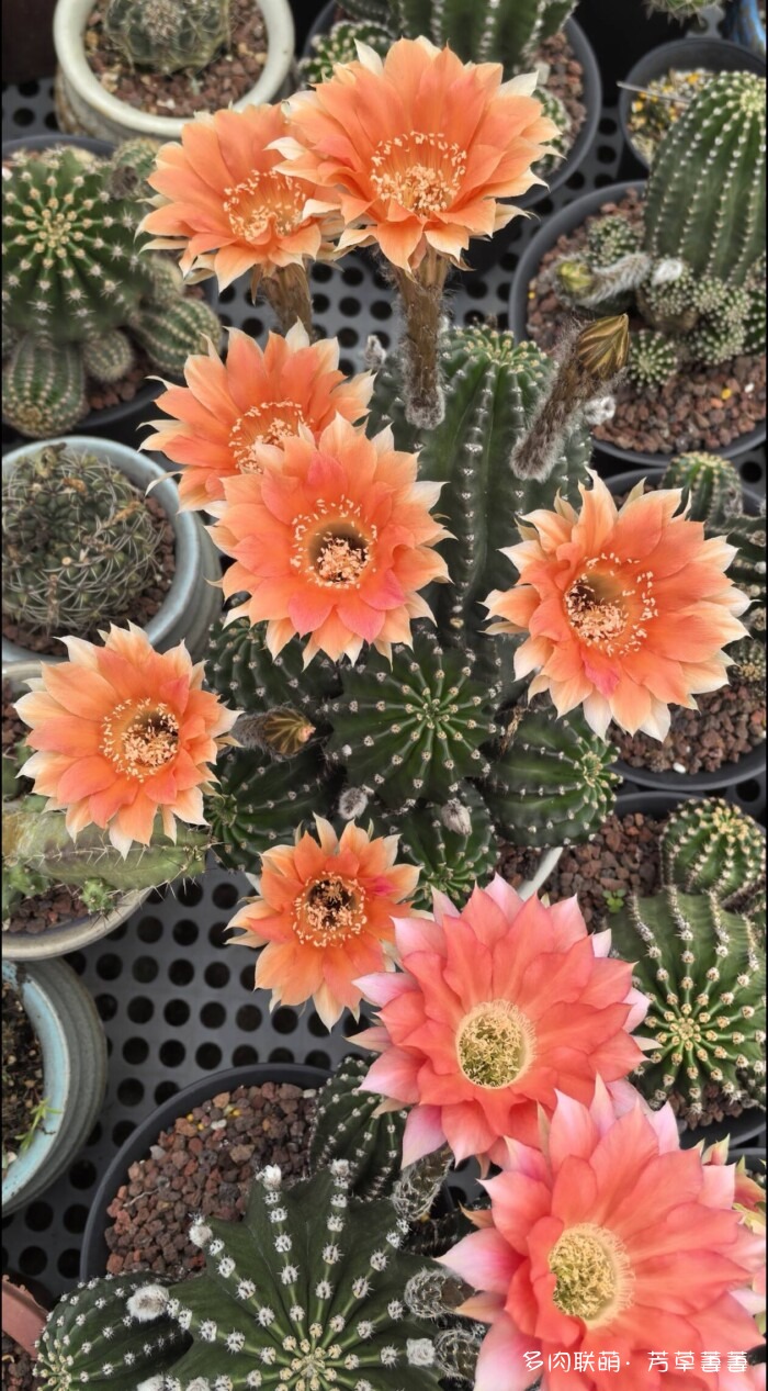 芳草的球花还有毛线花