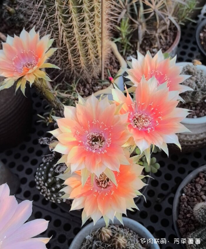 芳草的球花还有毛线花