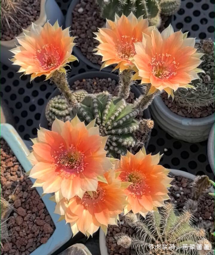 芳草的球花还有毛线花