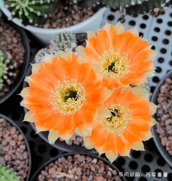 芳草的球花还有毛线花