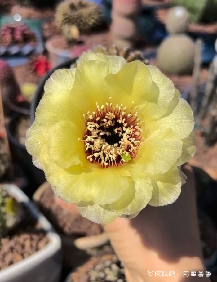 芳草的球花还有毛线花