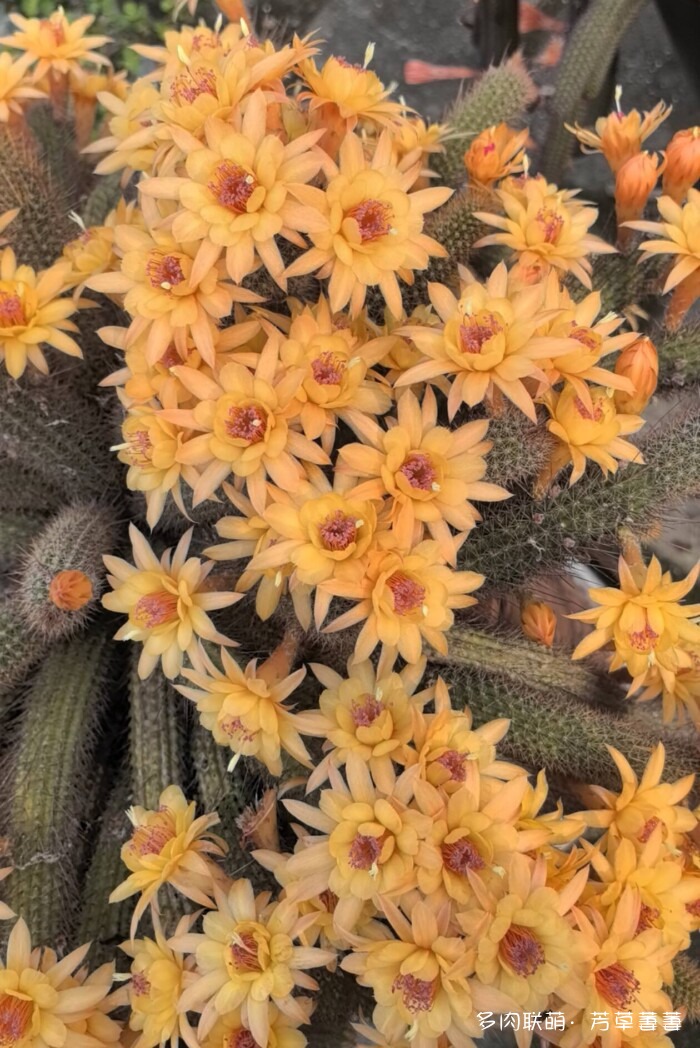 芳草的球花还有毛线花