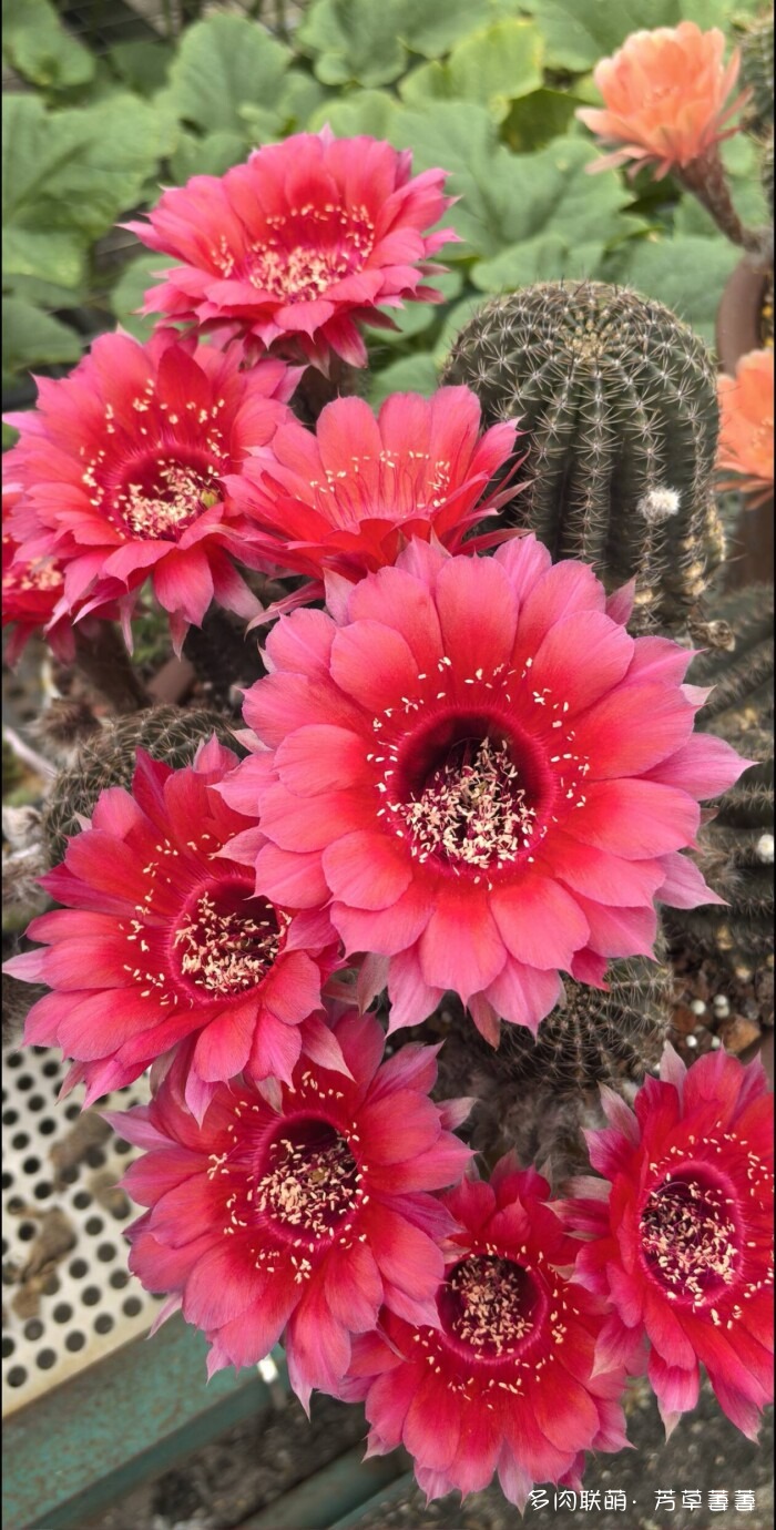 芳草的球花还有毛线花