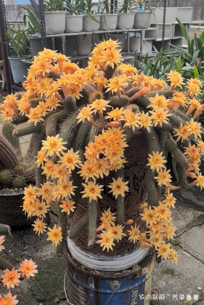 芳草的球花还有毛线花