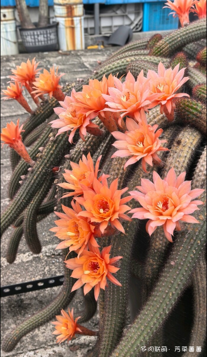 芳草的球花还有毛线花