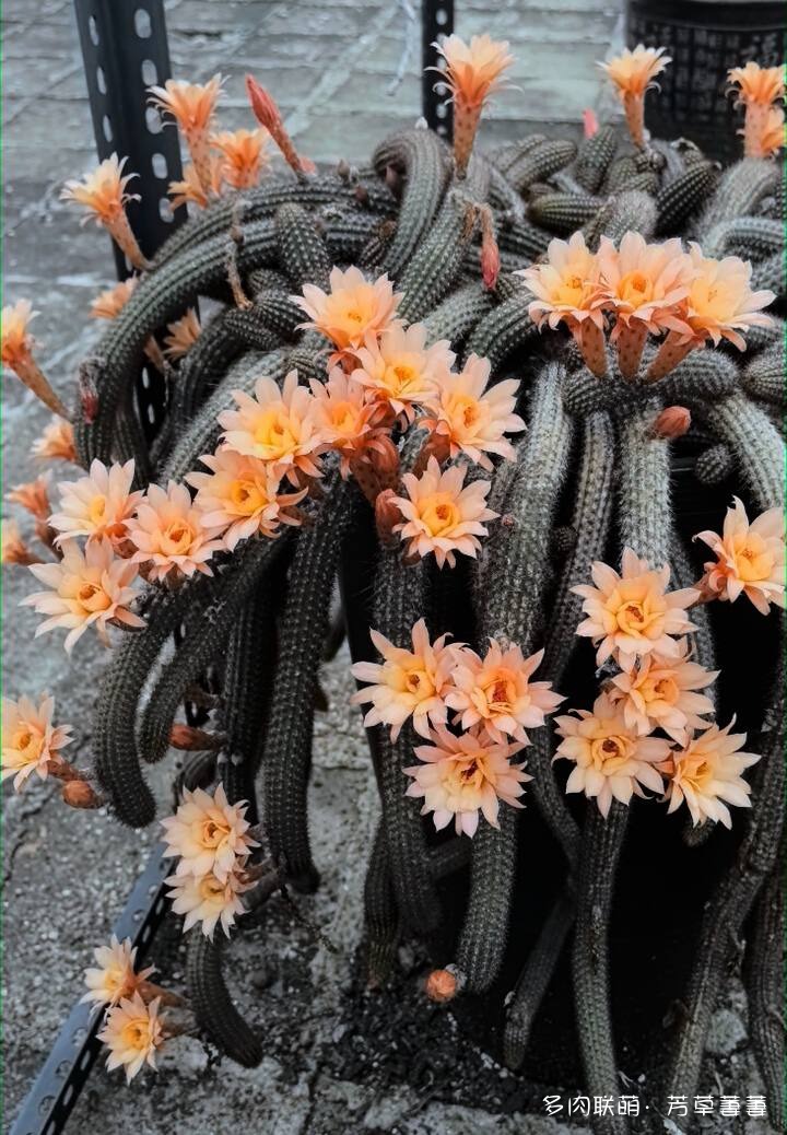 芳草的球花还有毛线花
