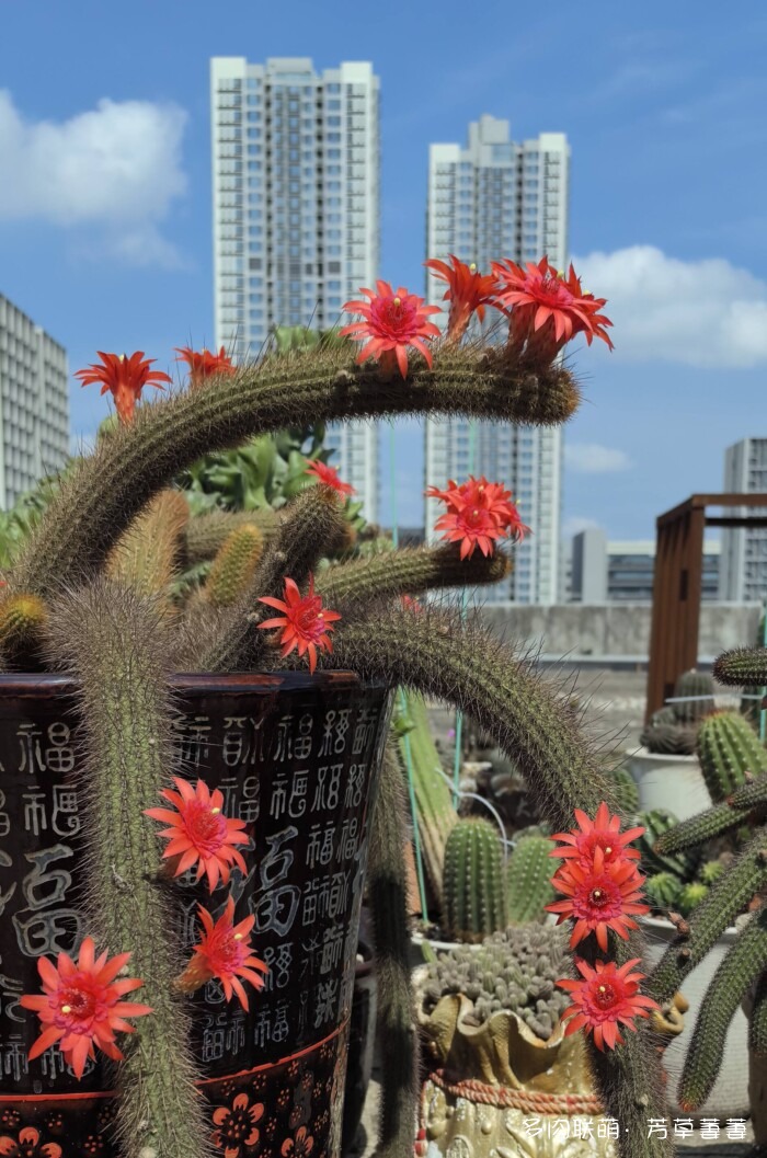 芳草的球花还有毛线花