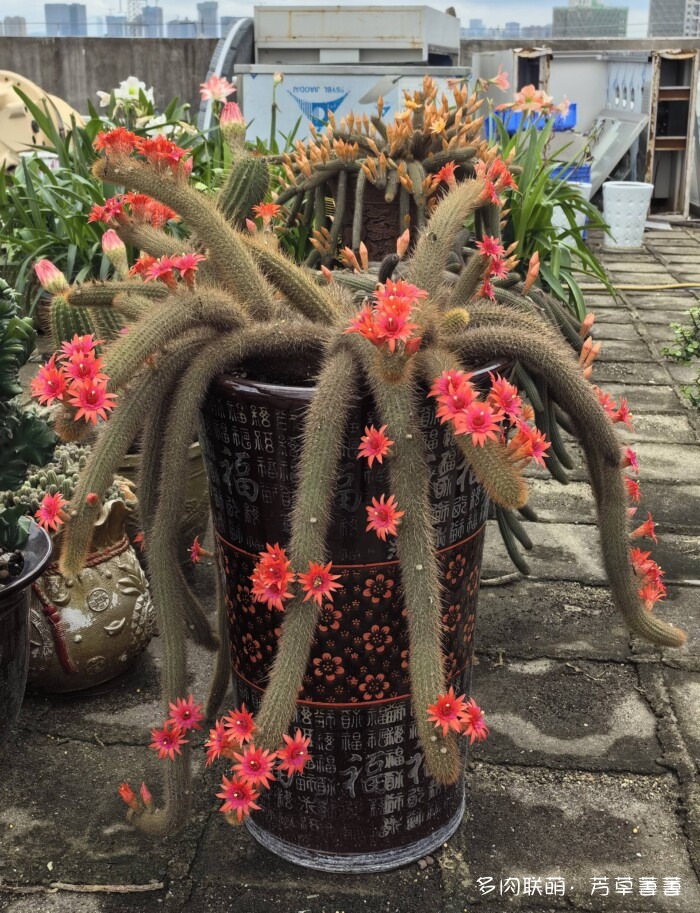 芳草的球花还有毛线花