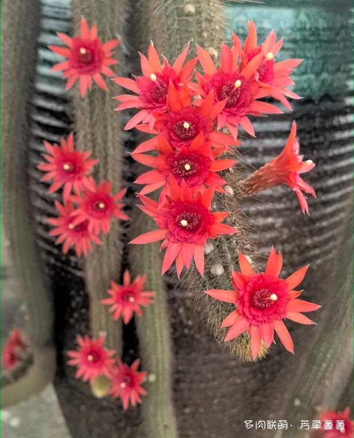 芳草的球花还有毛线花