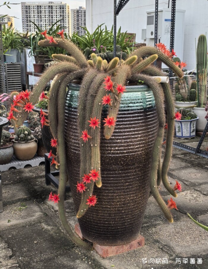 芳草的球花还有毛线花