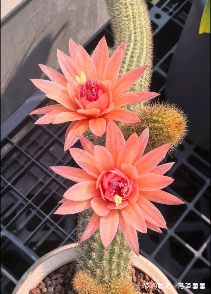芳草的球花还有毛线花