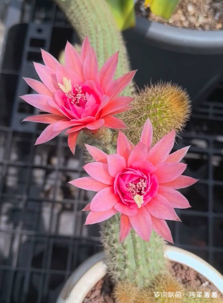 芳草的球花还有毛线花