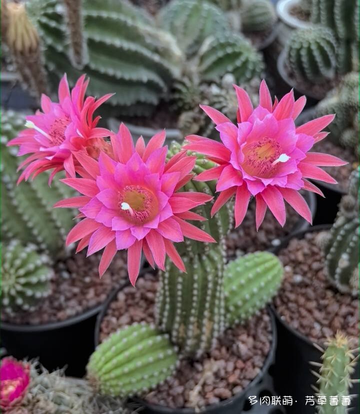 芳草的球花还有毛线花