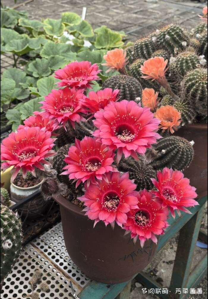 芳草的球花还有毛线花