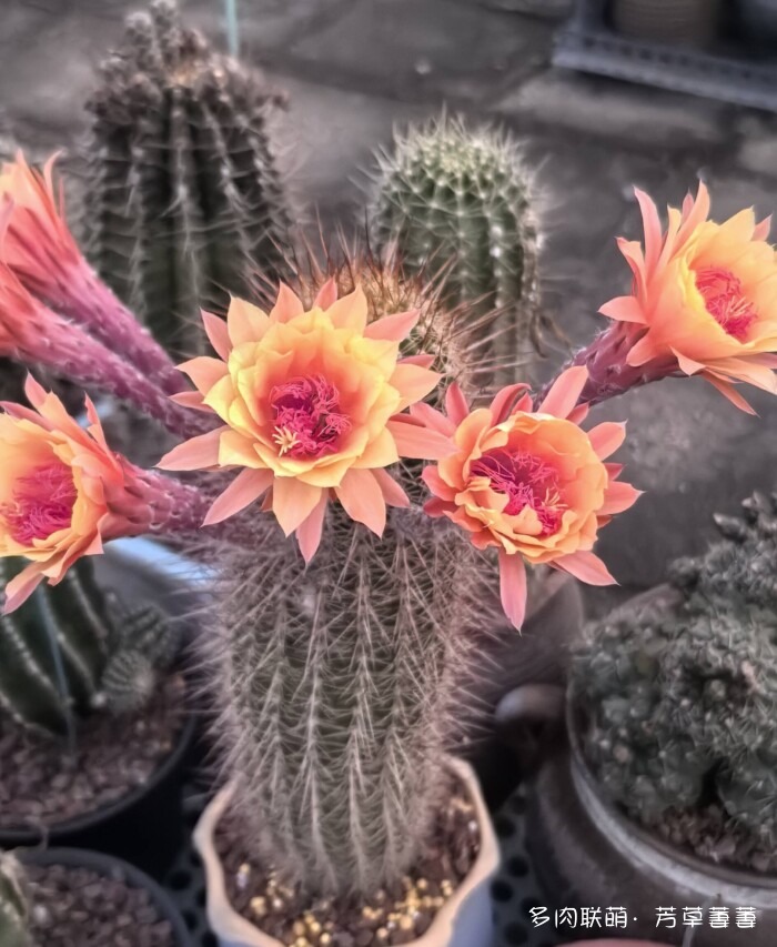 芳草的球花还有毛线花