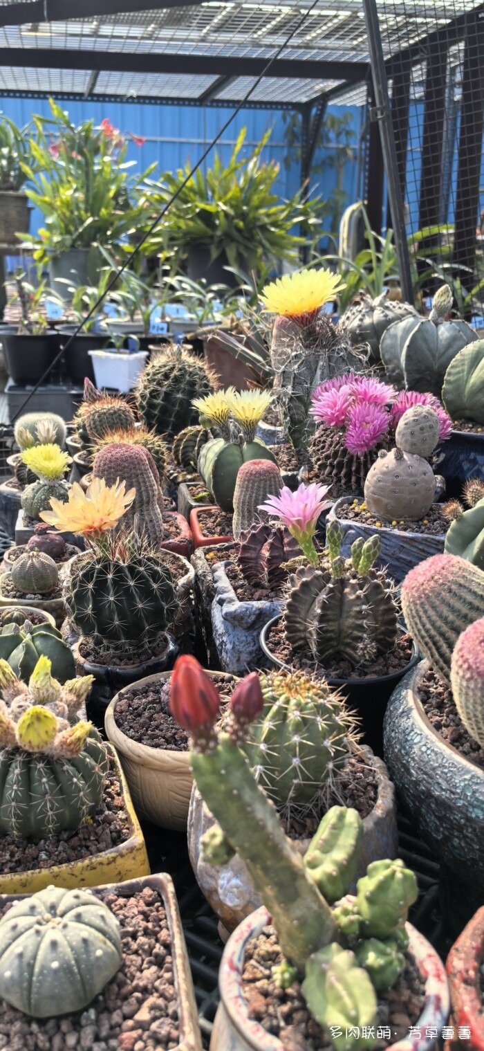 芳草的球花还有毛线花