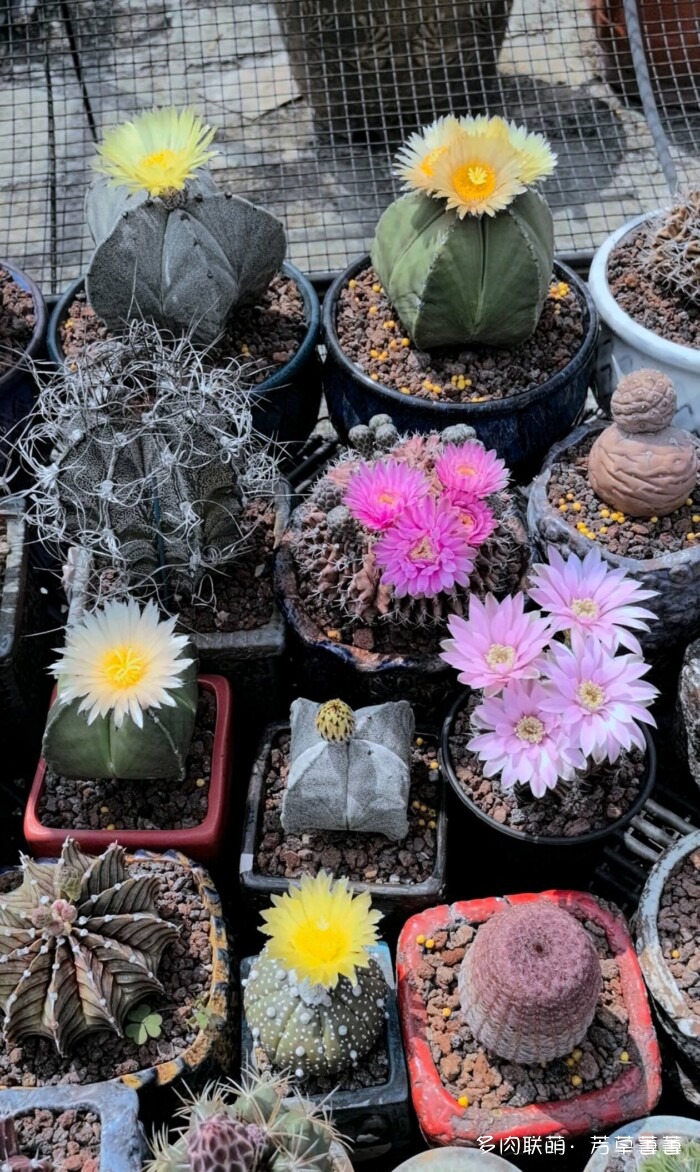 芳草的球花还有毛线花