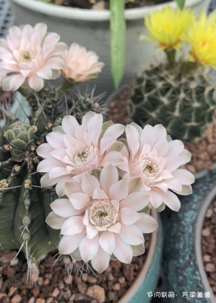 芳草的球花还有毛线花