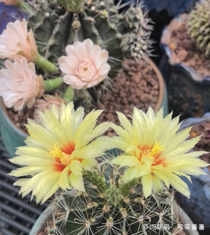 芳草的球花还有毛线花
