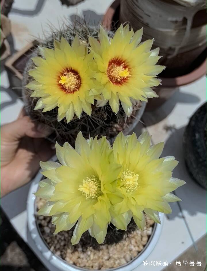 芳草的球花还有毛线花