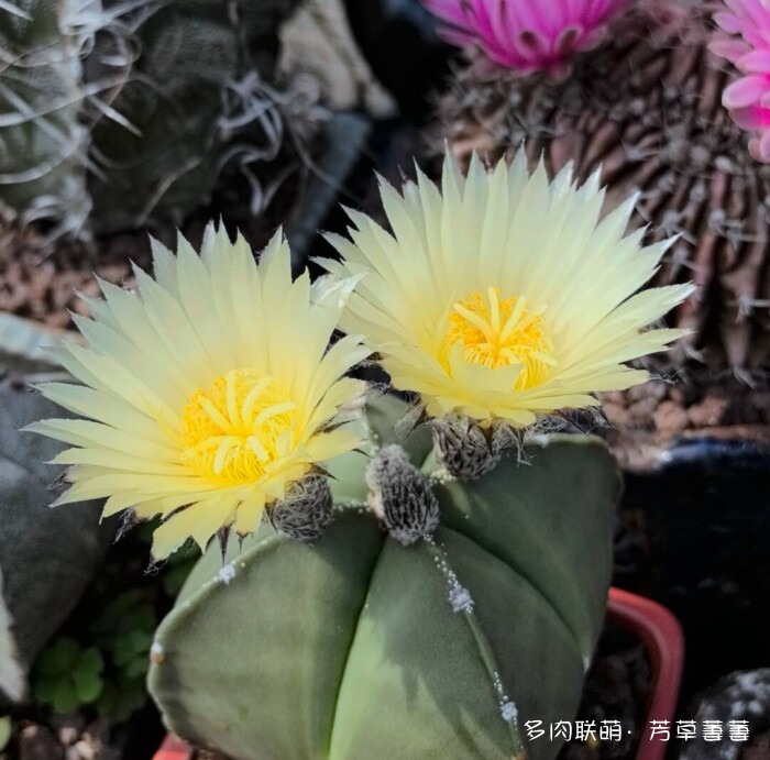 芳草的球花还有毛线花