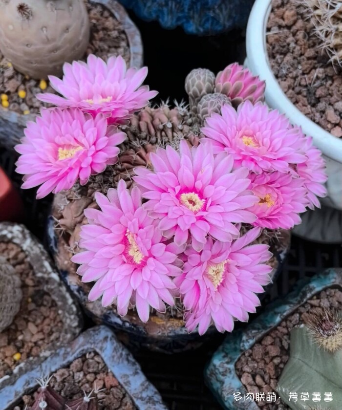 芳草的球花还有毛线花