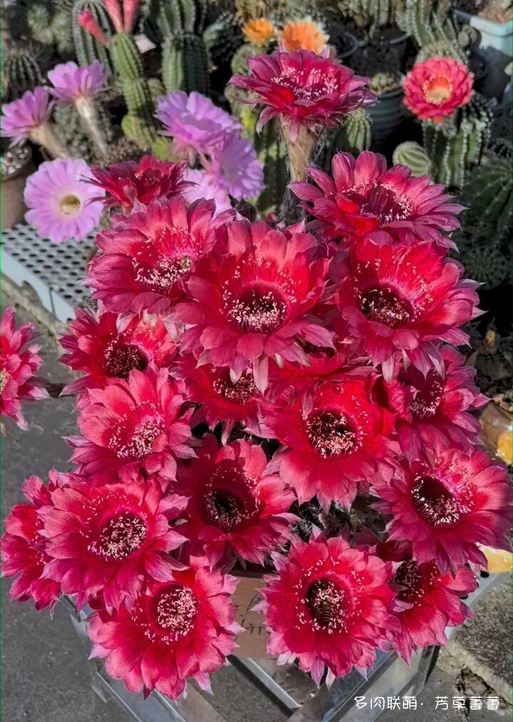 芳草的球花还有毛线花