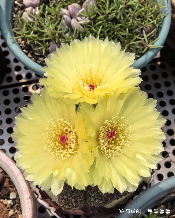 芳草的球花还有毛线花