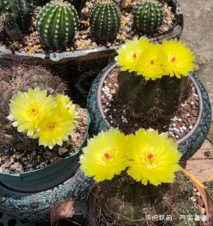 芳草的球花还有毛线花