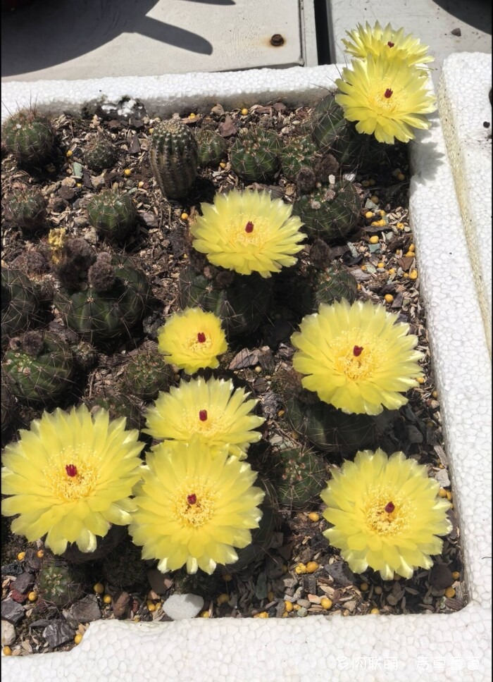 芳草的球花还有毛线花