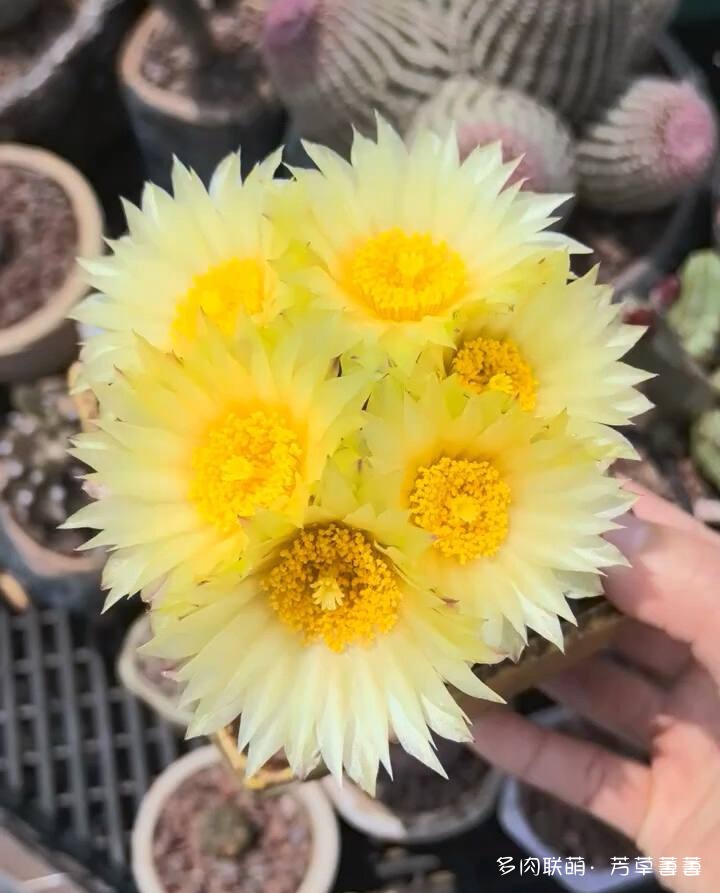 芳草的球花还有毛线花