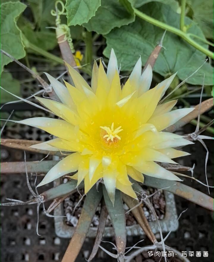 芳草的球花还有毛线花