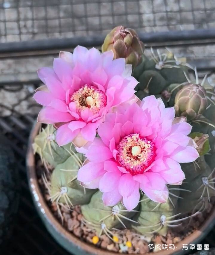 芳草的球花还有毛线花