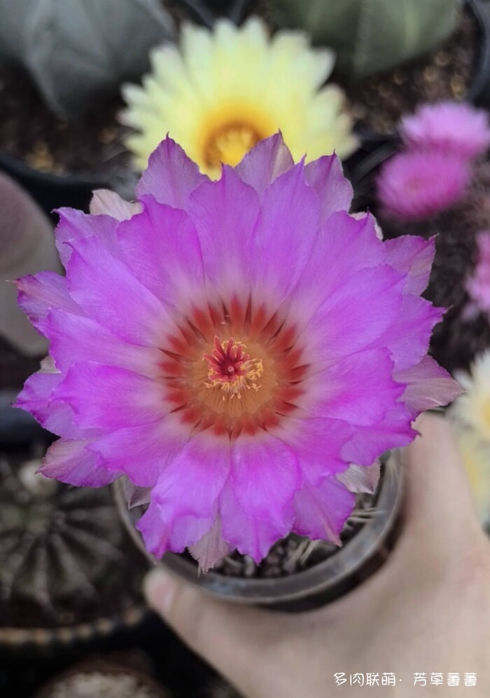 芳草的球花还有毛线花
