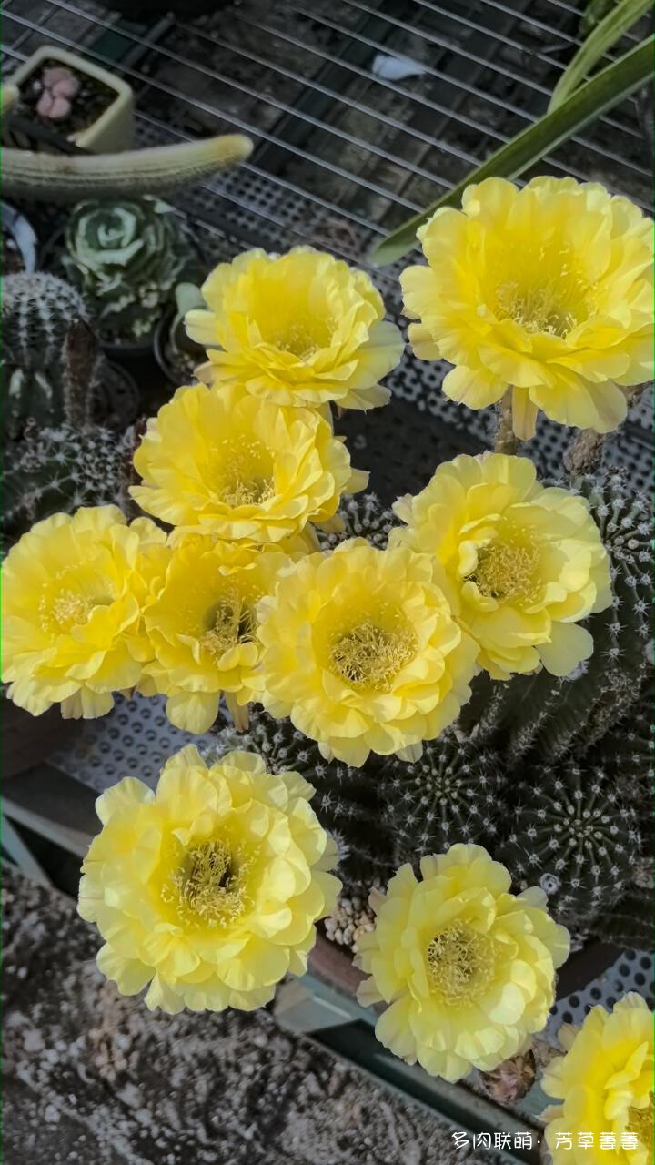 芳草的球花还有毛线花