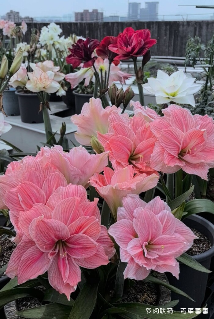 芳草的球花还有毛线花