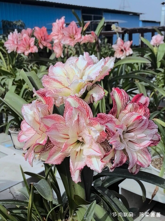 芳草的球花还有毛线花